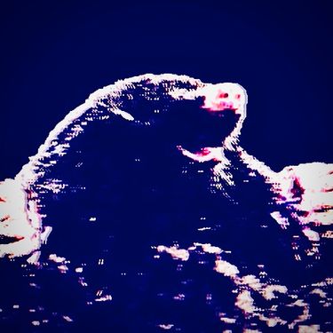 H O L E - Mole