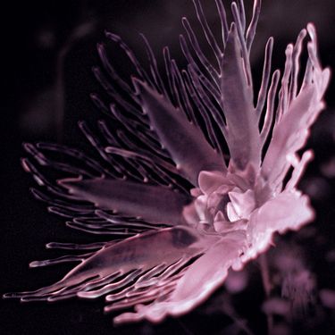 Dania - Listless