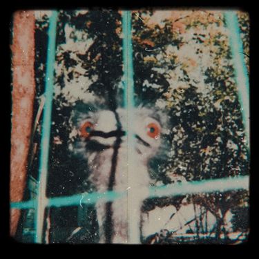 Azedia - Captivity