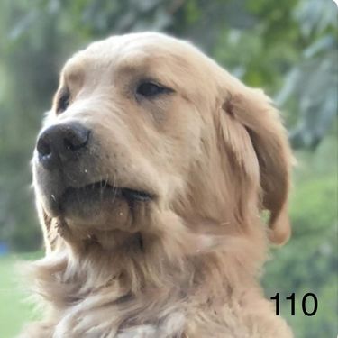 Daslav - 110