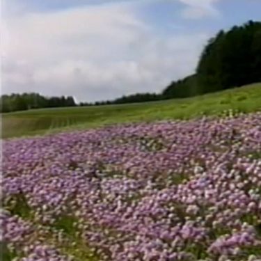 セカムの - 花