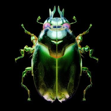 GRRL - Beetle