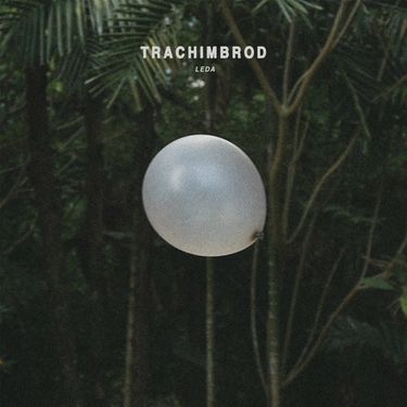 Trachimbrod - Leda