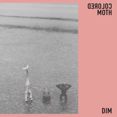 Colored Moth - DIM