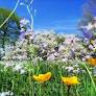 Beef - SPRING