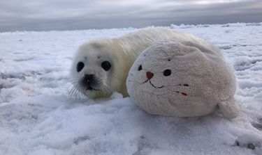 pinniped - regression