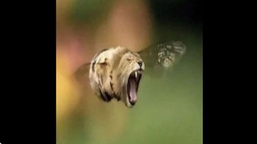 Grain - flion
