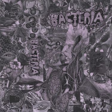 Bacteria - Bacteria