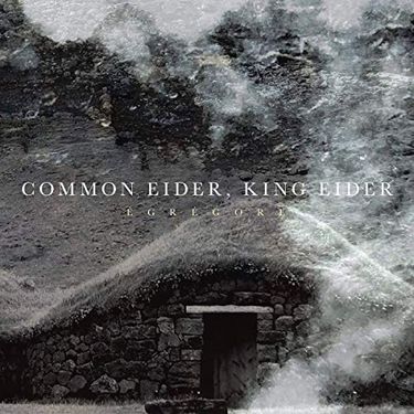 Common & King Eider - &Eacute;gr&eacute;gore