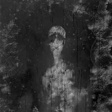 Reflections - Willow