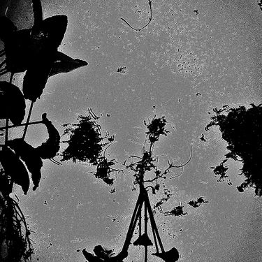 bvrtxk - unceasing_dismay