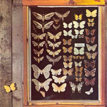 Mayfly - Mayfly