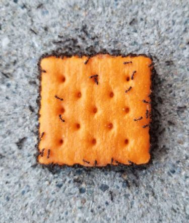 Spec - Snack Pack