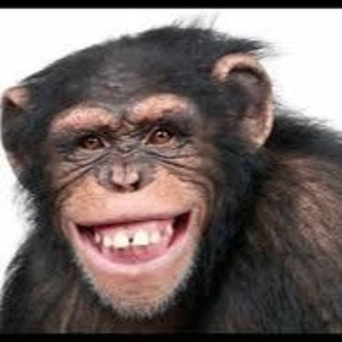 Yung Tegga - MONKEY!