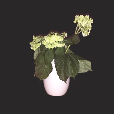 Sjowgren - Beginners