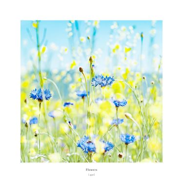 [.que] - Flowers