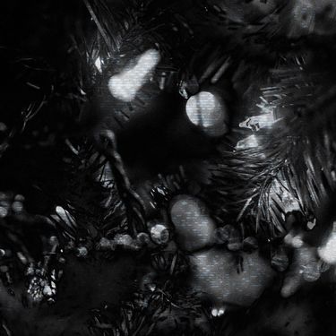 grayera - unknown