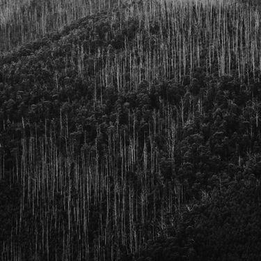 Silentwave - Machine Forest