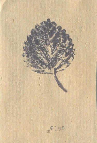 Malva - Malva