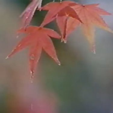 セルシオ [Serushio] - 日記