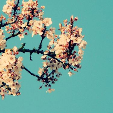 keshi - magnolia