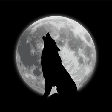 ASHYWUFF! - WUFF!
