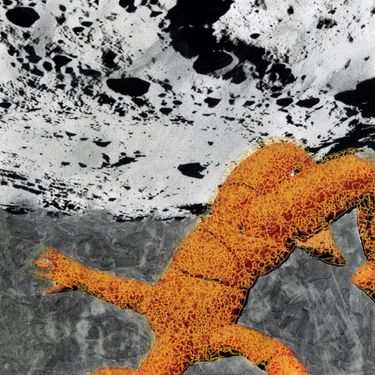 Pavilion - Moonsault