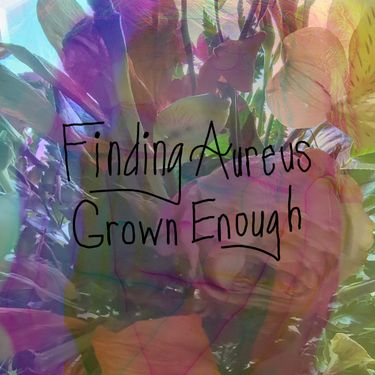 Finding Aureus - Grown Enough