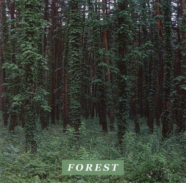 Driver - Forest