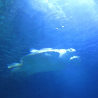 Traumprinz - Blue Turtle