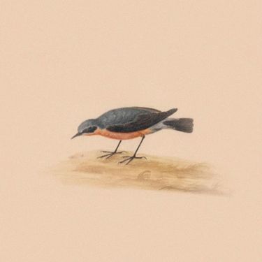 FR13ND - Robin