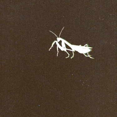 BLCKK - BUG