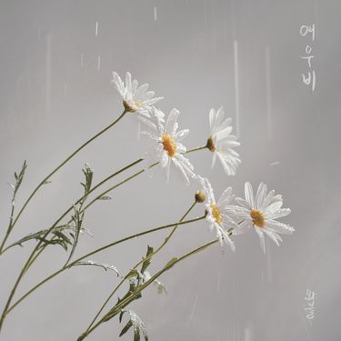 WABLE - Sun Shower