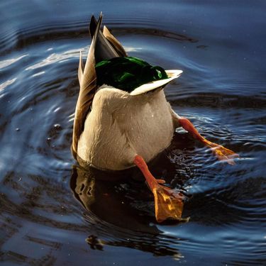 Squeezie - Canard