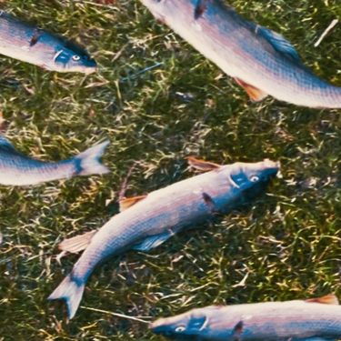 ZenmodeZenmode - Fish