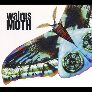 WALRUS - MOTH