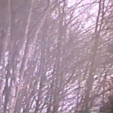 オーラ・カルナリス - 枯​れ​木​の​間