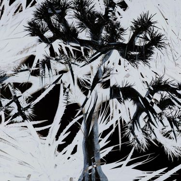 Plastic Tree - Plastic Tree