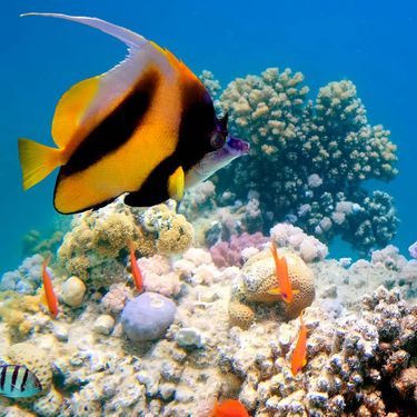 魚魚 [Fish Fish] - 海​洋​探​査