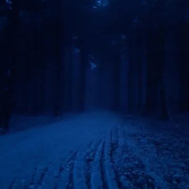 Normality - Midnight Forest