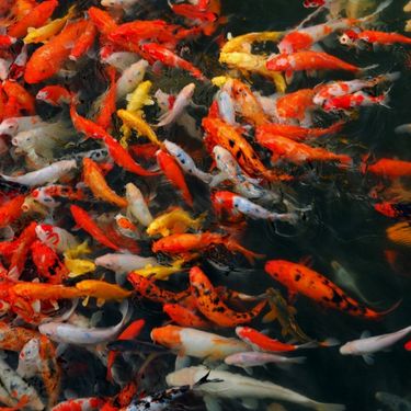 魚魚 [Fish Fish] - GLUB