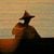 Preservation - Mondo Cane