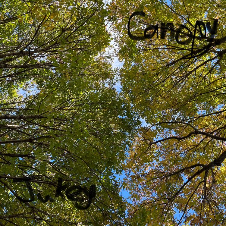 Jukey - Canopy - Reviews - Album of The Year